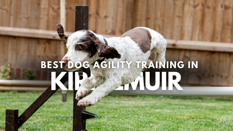 Best Dog Agility Training in Kirriemuir