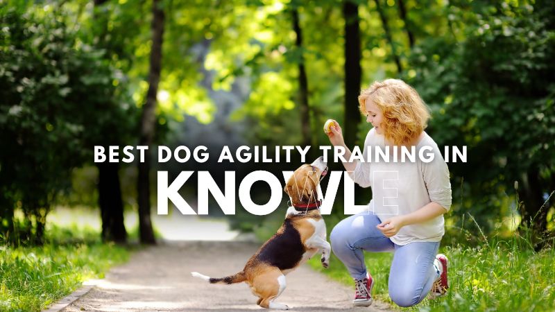 Best Dog Agility Training in Knowle