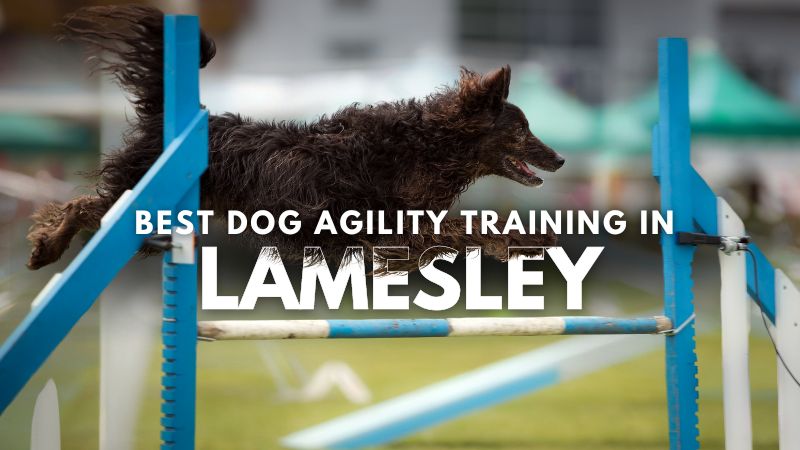 Best Dog Agility Training in Lamesley