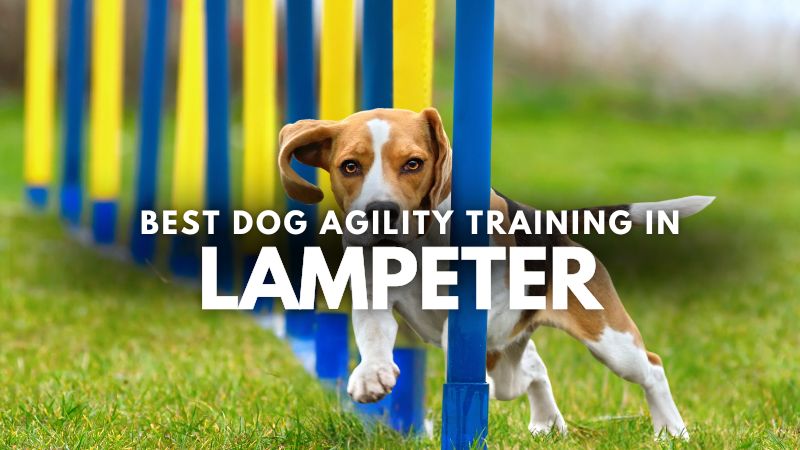 Best Dog Agility Training in Lampeter