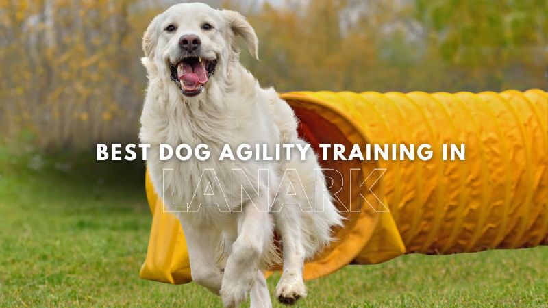 Best Dog Agility Training in Lanark