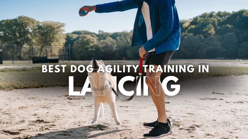 Best Dog Agility Training in Lancing