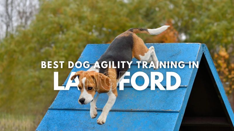 Best Dog Agility Training in Langford