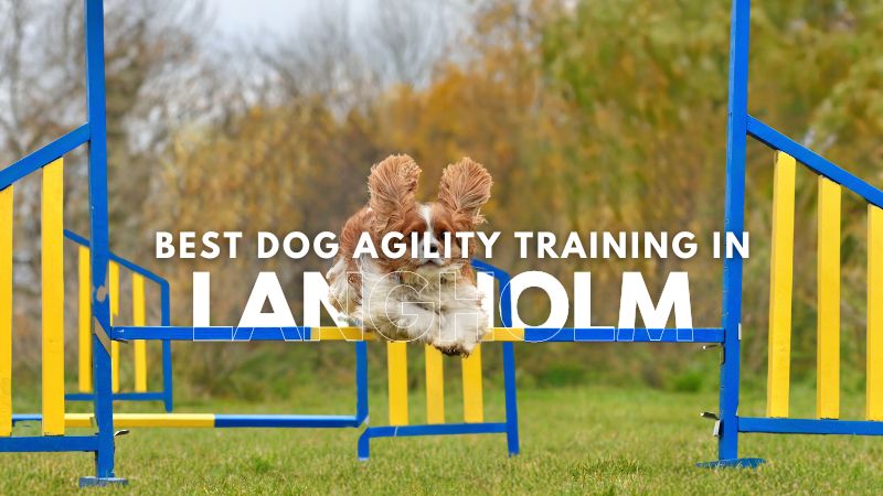 Best Dog Agility Training in Langholm