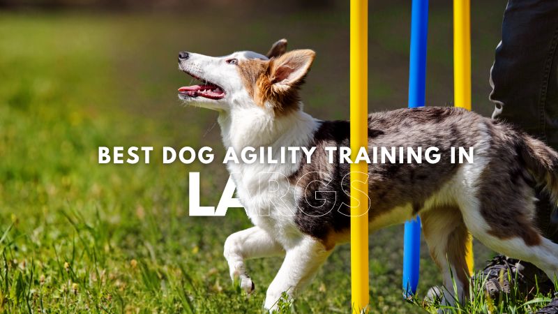 Best Dog Agility Training in Largs