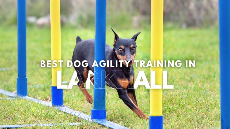 Best Dog Agility Training in Larkhall