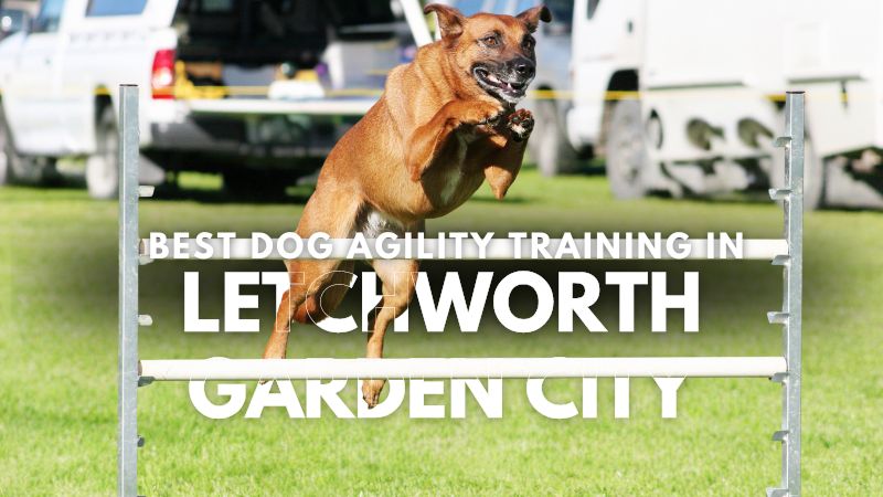 Best Dog Agility Training in Letchworth Garden City