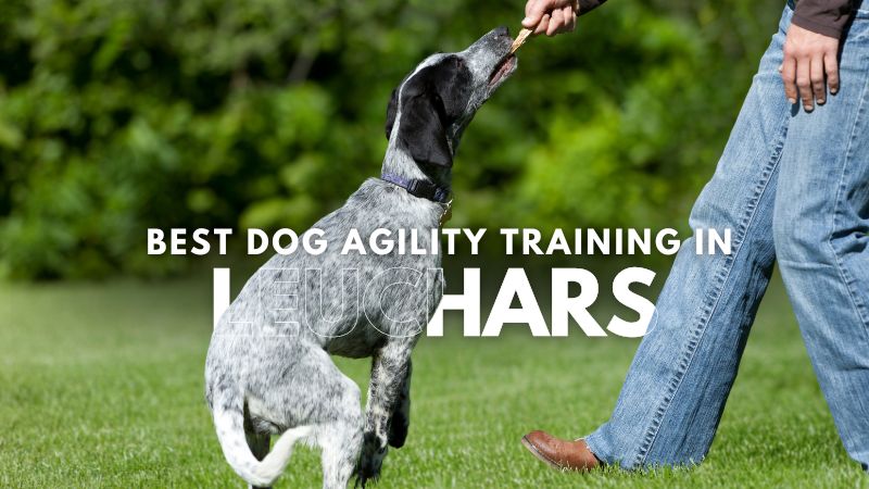 Best Dog Agility Training in Leuchars