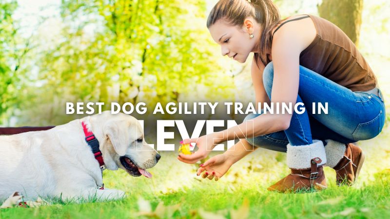 Best Dog Agility Training in Leven