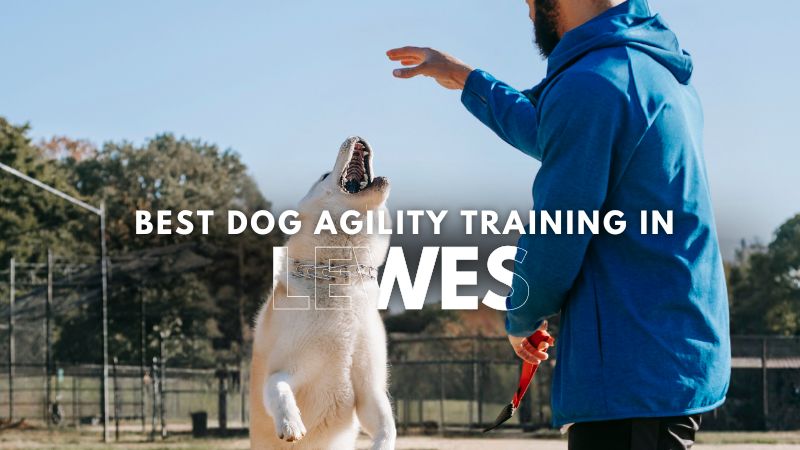 Best Dog Agility Training in Lewes