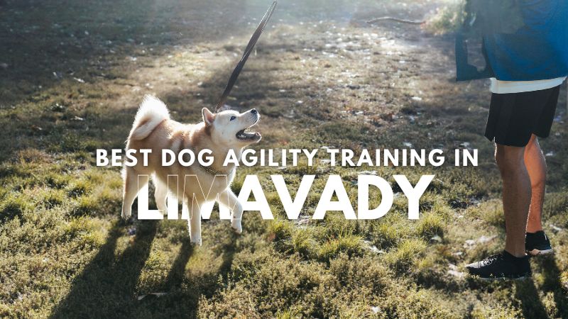 Best Dog Agility Training in Limavady