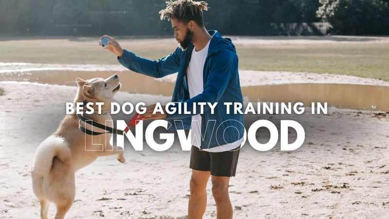 Best Dog Agility Training in Lingwood