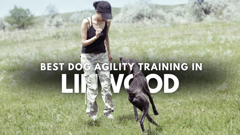 Best Dog Agility Training in Linwood