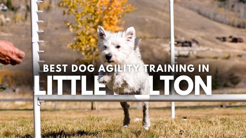 Best Dog Agility Training in Little Hulton