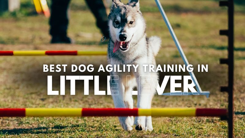 Best Dog Agility Training in Little Lever