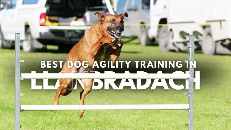 Best Dog Agility Training in Llanbradach