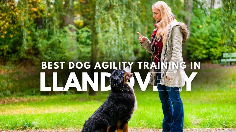 Best Dog Agility Training in Llandovery