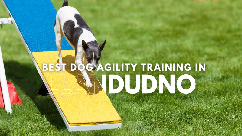 Best Dog Agility Training in Llandudno