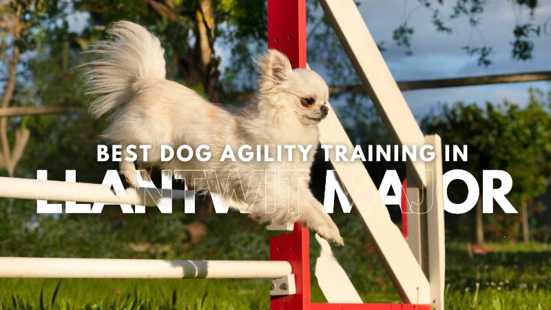 Best Dog Agility Training in Llantwit Major