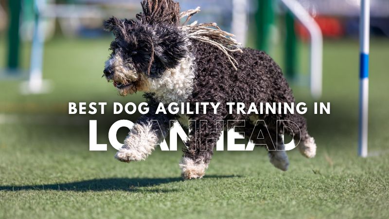 Best Dog Agility Training in Loanhead