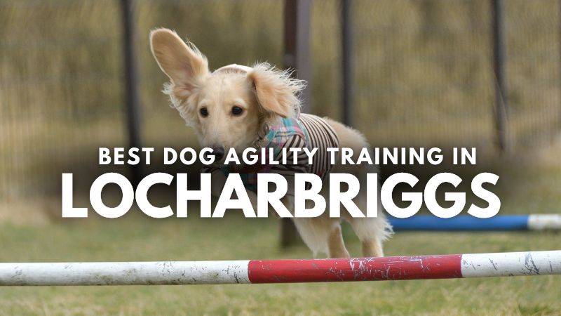 Best Dog Agility Training in Locharbriggs