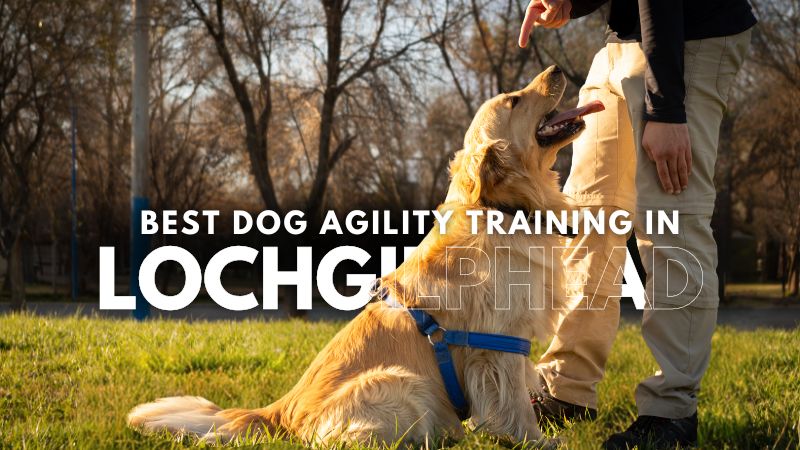 Best Dog Agility Training in Lochgilphead