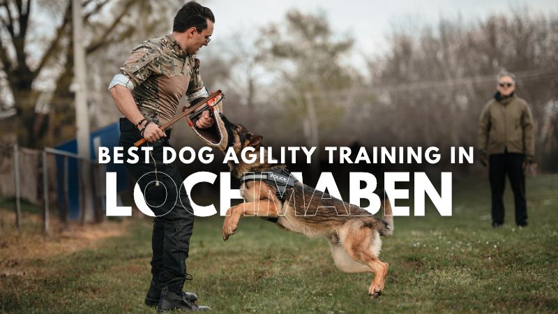 Best Dog Agility Training in Lochmaben