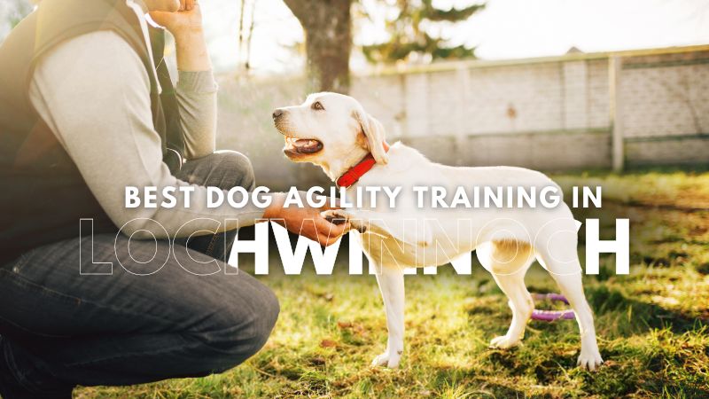 Best Dog Agility Training in Lochwinnoch