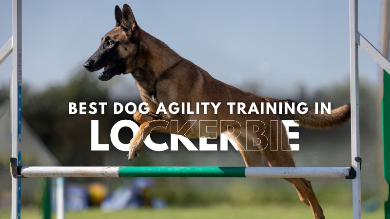 Best Dog Agility Training in Lockerbie