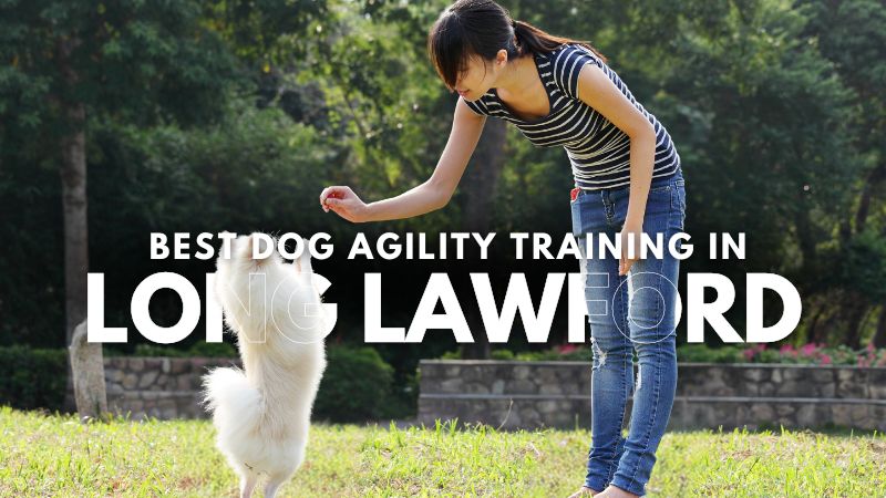 Best Dog Agility Training in Long Lawford