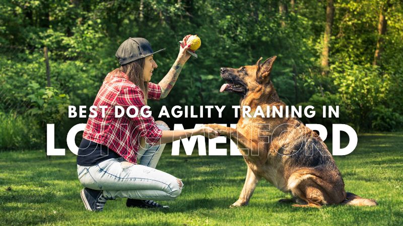 Best Dog Agility Training in Long Melford
