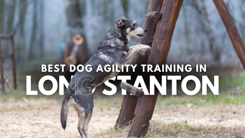 Best Dog Agility Training in Long Stanton