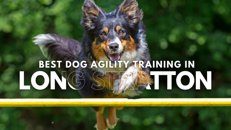 Best Dog Agility Training in Long Stratton