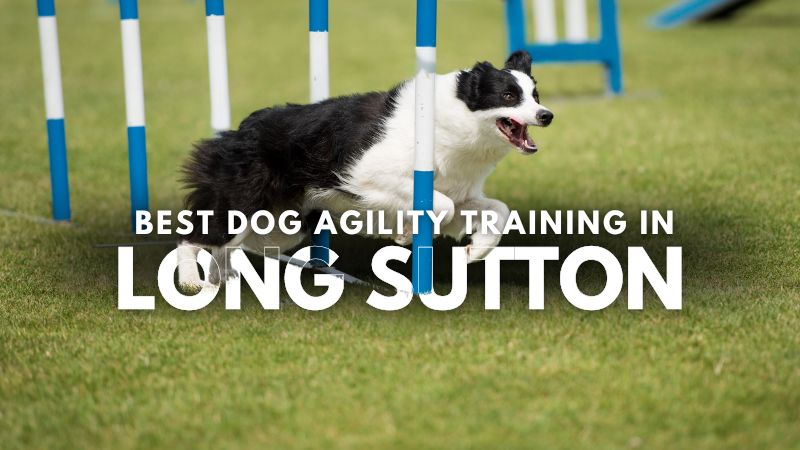 Best Dog Agility Training in Long Sutton