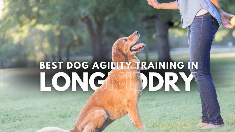 Best Dog Agility Training in Longniddry