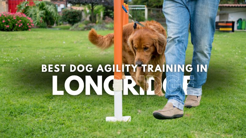 Best Dog Agility Training in Longridge