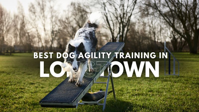 Best Dog Agility Training in Longtown