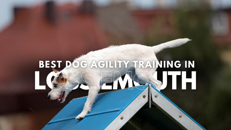 Best Dog Agility Training in Lossiemouth