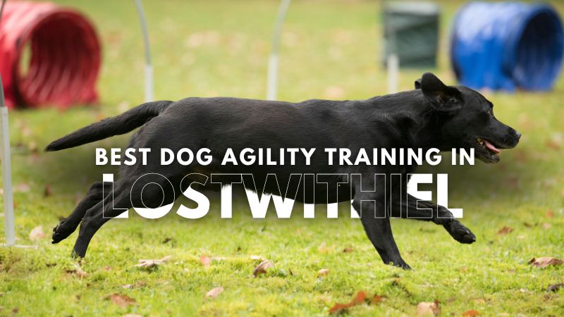 Best Dog Agility Training in Lostwithiel