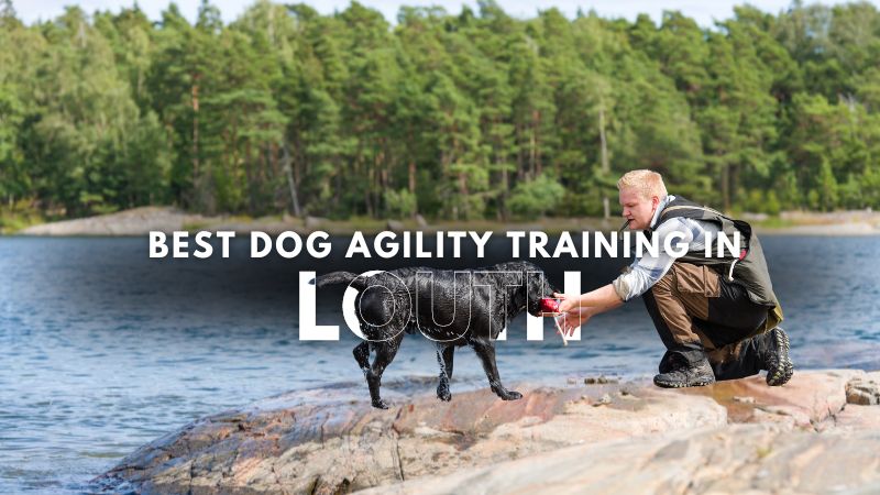 Best Dog Agility Training in Louth