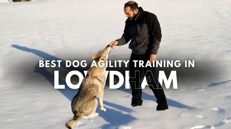 Best Dog Agility Training in Lowdham