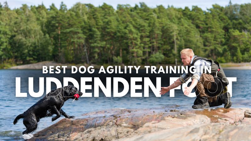 Best Dog Agility Training in Luddenden Foot