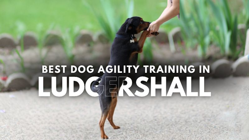 Best Dog Agility Training in Ludgershall