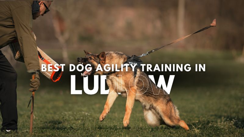 Best Dog Agility Training in Ludlow