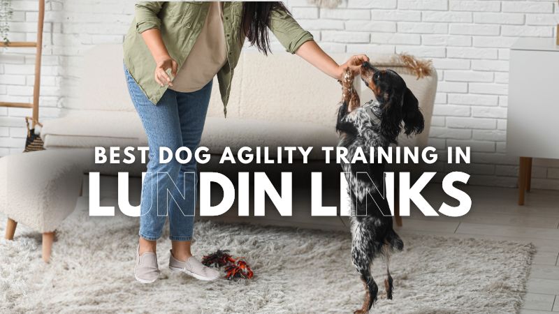 Best Dog Agility Training in Lundin Links