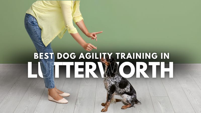 Best Dog Agility Training in Lutterworth