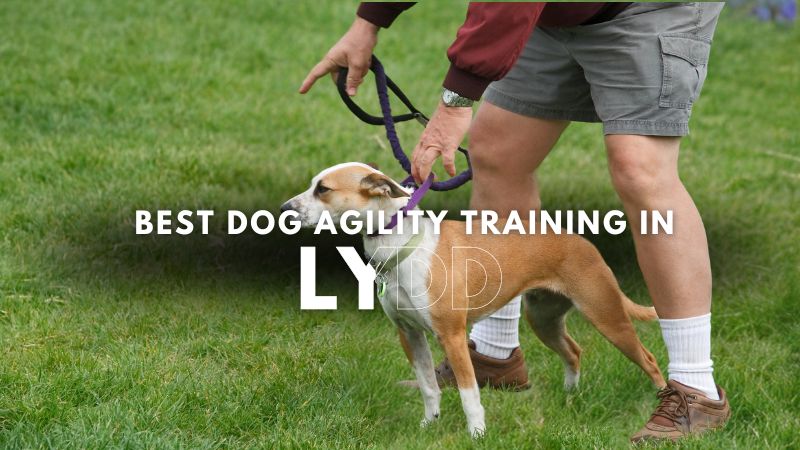 Best Dog Agility Training in Lydd