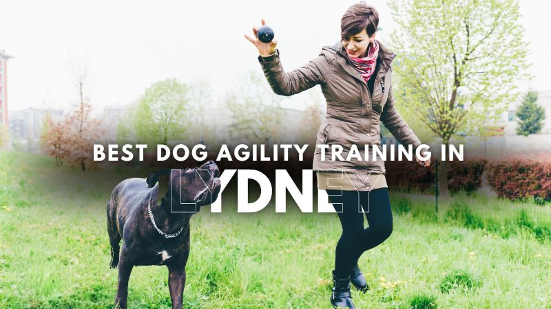 Best Dog Agility Training in Lydney