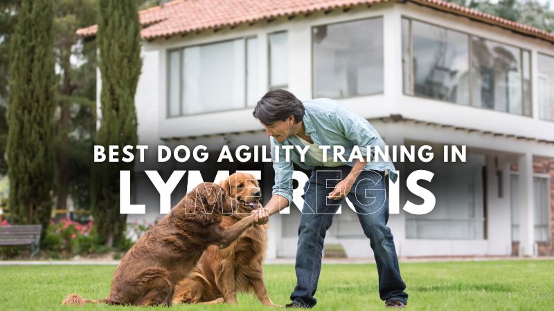 Best Dog Agility Training in Lyme Regis