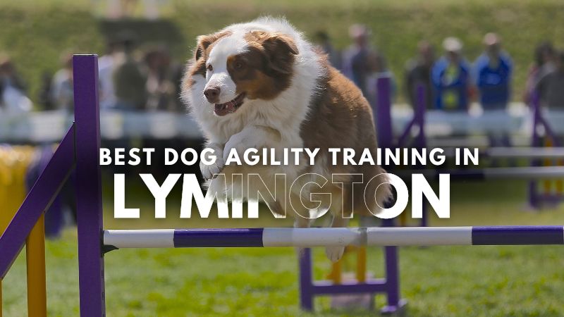 Best Dog Agility Training in Lymington